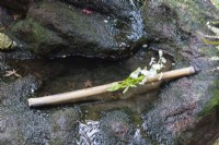 Stem of white flowering shrub placed in bamboo pole  on stone rim of water feature in a courtyard. 