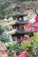 Stone pagoda with Acer in autumn colour.
