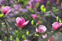 Pink tulip-shaped flowers of Magnolia soulangeana Lennei , April