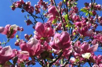 Pink tulip-shaped flowers of Magnolia soulangeana Lennei , April
