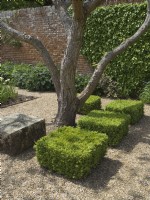 Clipped buxus squares with Catalpa in formal modern garden