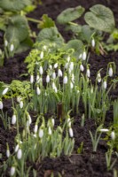 Emerging Galanthus nivalis - snowdrops - in the Barn Garden