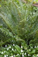 Polystichum munitum AGM - Western sword fern - with snowdrops