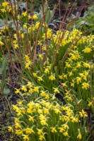 Narcissus 'Tete a Tete' growing around the base of Spiraea japonica 'Gold Mound' - Japanese spirea