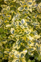 Euonymus fortunei 'Emerald 'n' Gold' AGM - Spindle