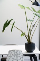 Alocasia Zebrina in modern container on dining table