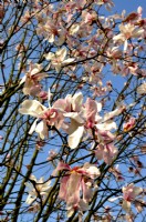 Magnolia salicifolia. March