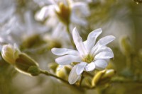 White flower of Magnolia stellata, April