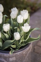 Tulipa Diana planted in a plastic pot then planted in a decorative container