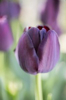 Tulipa Queen of Night