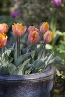 Tulipa Prinses Irene in a pot