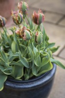 Tulipa Green River in a plastic pot inside an outer container