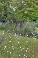 Wildflower meadow in front of perennial bed at North Cottage garden, Whittington - open for Charity, June