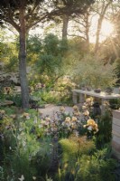 Dawn light on the 2023 Nurture landscapes garden by Sarah Price for RHS Chelsea, featuring Pinus sylvestris and Benton irises as well as reclaimed materials.