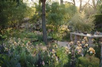 A view through the Irises Benton Olive, Benton Susan, Benton Caramel and Benton Pearl on Sarah Price's 2023 RHS Chelsea garden, Nurture landscapes. Reclaimed materials used for the hard landscaping.
