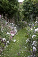 Grass path leading between informal billowing summer borders filled with roses