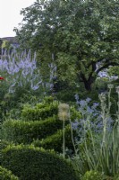 Box topiary spirals with Veronicastrum virginicum 'Lavendelturm', Borage and Alliums in summer garden
