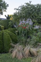 Stipa tennuissima, Veronicastrum virginicum 'Lavendelturm', and Crocosmia 'Lucifer' planted around Box topiary in summer border
