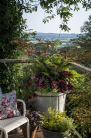 Petunias, Fern, Fuchsia and Heucheras in summer container