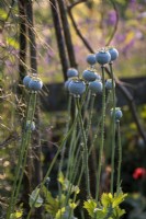Poppy seed heads in summer garden
