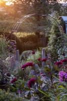 Metal arch in late afternoon summer garden, with Dahlia 'Purple Flame' in front