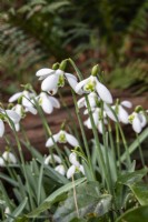 Galanthus 'Lapwing' - snowdrop - February