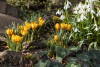 A winter display of Crocus 'Gypsy Girl' and snowdrops at The Picton Garden.