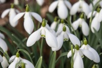Galanthus 'Nothing Special - snowdrop - February