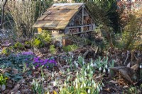 A homemade bug hotel sits among ferns, cyclamen and snowdrops at The Picton Garden.