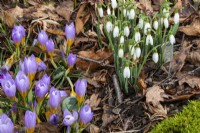 A winter planting of snowdrops and Crocus sieberi 'Firefly' at The Picton Garden.