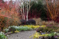 A gravel path winds between colourful winter borders at The Picton Garden with cornus, silver birch and Luzula sylvatica 'Auria'.