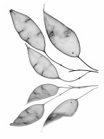 Lunaria rediviva and Lunaria annua - Honesty seed heads