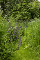 A mown path through a perennial wildflower meadow with Salvia pratensis.