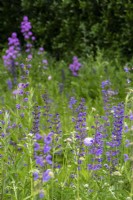 Salvia pratensis and Knautia arvensis in a perennial wildflower meadow.