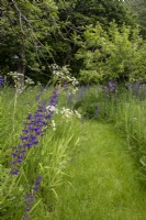A mown path through a perennial wildflower meadow.