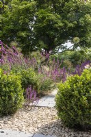 A gravel and paved path leads between summer borders with salvias and domes of Ilex crenata.