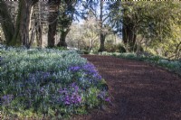 A chipped bark path winds past borders of Cyclamen coum, Crocus tommasinianus and snowdrops at Colesbourne Park.
