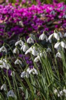 Snowdrops and Cyclamen coum at Colesbourne Park.