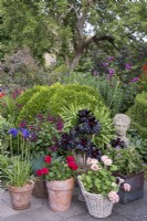 Container collection of Aeoniums, Geraniums, Agapanthus and Salvia in courtyard garden, backed by Box topiary hedging