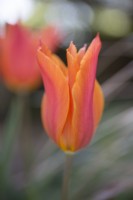 Tulipa Ballerina