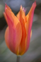 Tulipa Ballerina