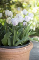 Tulipa Shirley in a plastic pot inside an outer container