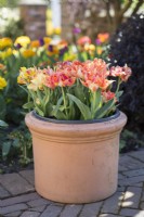 Tulipa William of Orange in a plastic pot inside an outer clay pot