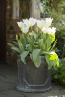 Tulipa Purissima in a pot