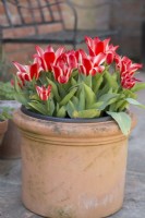 Tulipa Pinocchio in a Terracotta pot