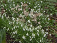 Snowdrops Galanthus nivalis and Lunaria annua Honesty seedheads February