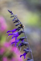 Salvia 'Amistad' with bee