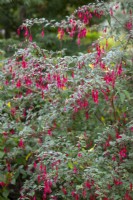 Fuchsia magellanica 'Riccartonii' AGM