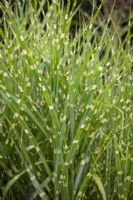 Miscanthus sinensis 'Zebrinus' AGM - Zebra grass