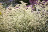 Artemisia lactiflora AGM - White mugwort